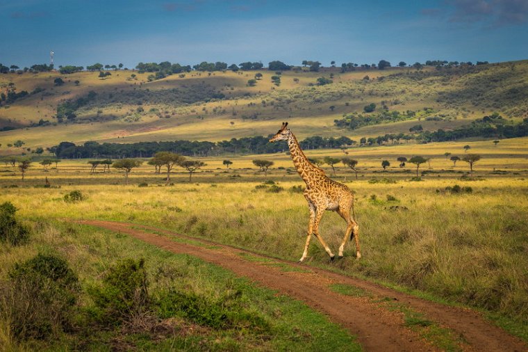 132 Masai Mara, giraf.jpg